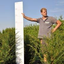 Taxus baccata 100-125 cm